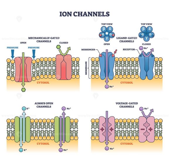 Ion channels with different membrane gated types examples outline diagram