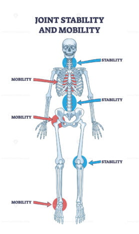 Joint stability and body mobility skeletal bone division outline diagram