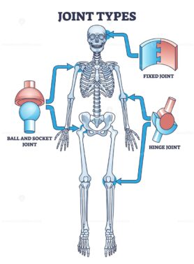 Joint types with fixed, hinge or ball and socket connections outline diagram