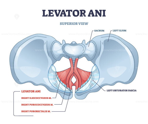 Levator ani muscle group location and lesser pelvis bones outline diagram