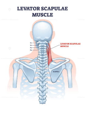 Levator scapulae muscle as neck and shoulder connection outline diagram