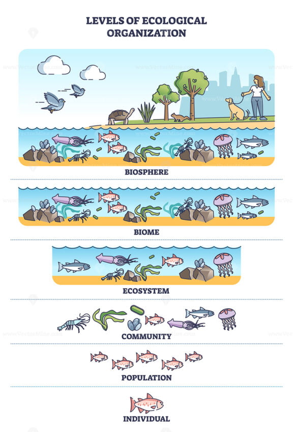 Levels of ecological organization with organism division outline diagram