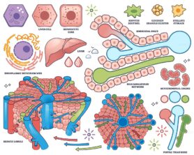Liver cells are shown with key structures like hepatic lobule, bile canaliculi, and mitochondria, illustrating liver function. Outline style collection