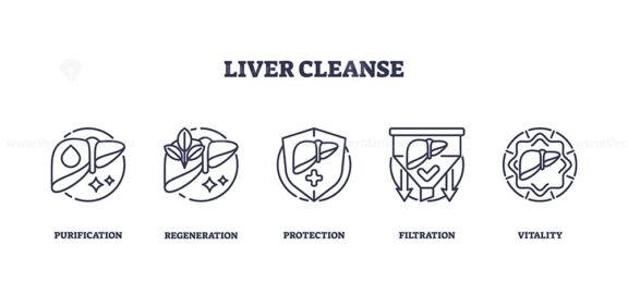 Liver cleanse icons depict purification, regeneration, and protection. Key objects, liver, shield, leaves. Outline icons set.