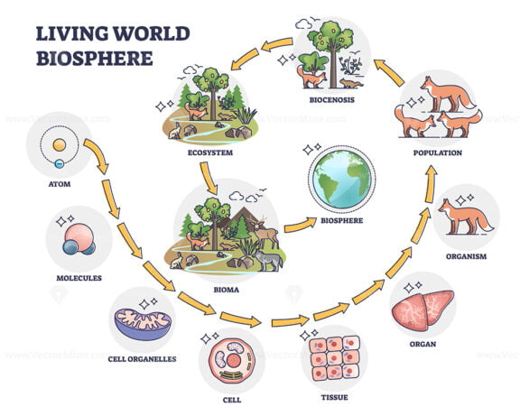 Living world biosphere with structural hierarchy division outline diagram