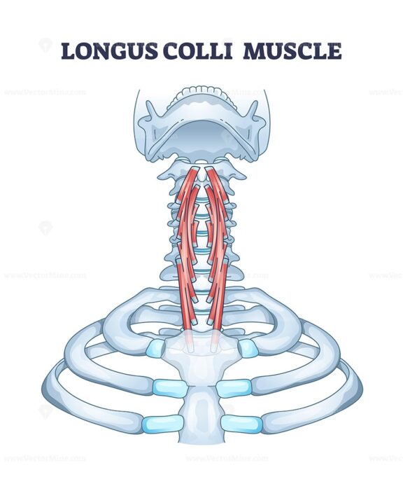 The Longus Colli Muscle Diagram shows the muscles position in the neck, highlighting the spine and ribs. Diagram