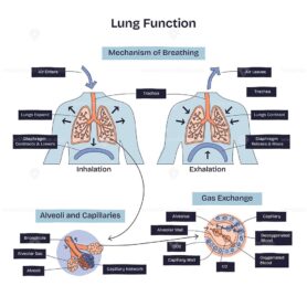 Lung function is illustrated with inhalation, exhalation, and gas exchange, highlighting lungs, alveoli, and capillaries. Doodle style diagram
