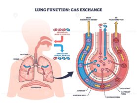 Lung function diagram shows gas exchange in alveoli, highlighting lungs, trachea, and blood vessels. Outline diagram
