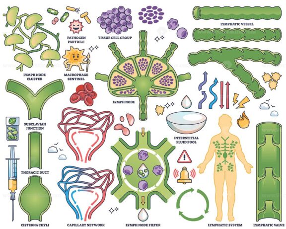 Lymphatic drainage collection shows lymph nodes, vessels, and human body diagram in medical outline style. Outline style collection