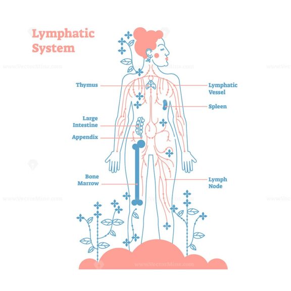 Artistic lymphatic system anatomical vector illustration diagram poster, decorative and elegant medical scheme with lymph nodes and tissue fluid circulation flow network