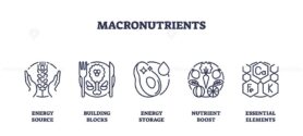 Macronutrients as essential elements for body outline icons collection set