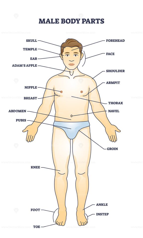 Male body parts with men physiology labeled description outline diagram