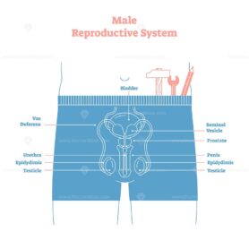 Artistic style male reproductive system vector illustration