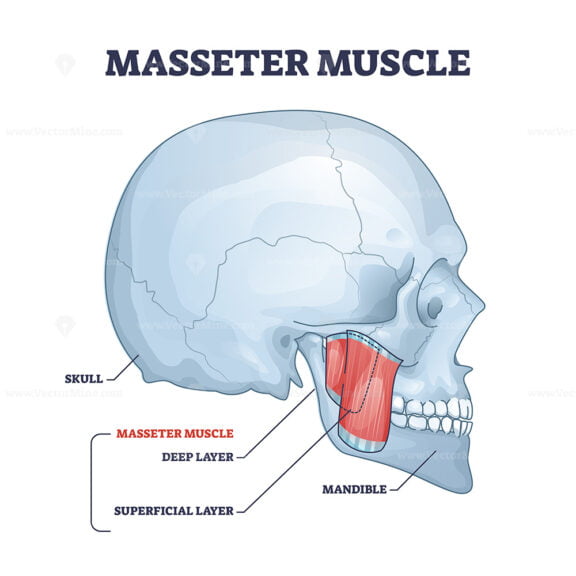 Masseter muscle as mastication anatomical muscular system outline diagram