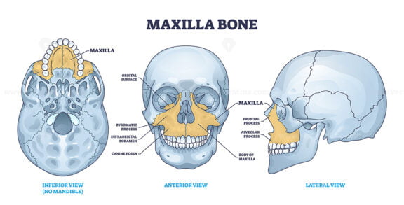 Maxilla bone detailed structure and facial skeleton anatomy outline diagram