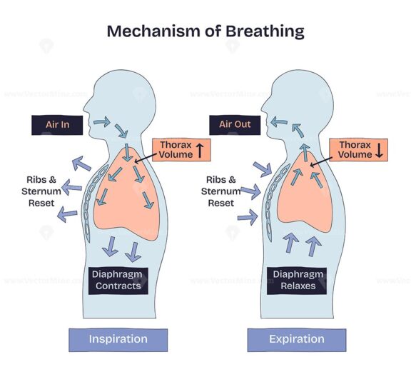 Mechanism of breathing shows inspiration and expiration with arrows, lungs, and diaphragm movement. Doodle style diagram