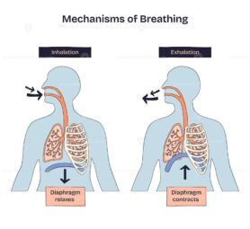 Mechanisms of breathing shows inhalation and exhalation with arrows, lungs, and diaphragm labeled. Doodle style diagram