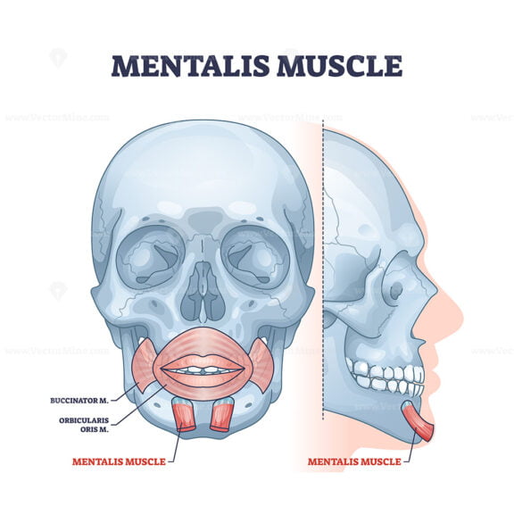 Mentalis muscle with chin buccinator and orbicularis parts outline diagram