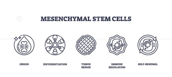 Mesenchymal stem cells are depicted with icons for origin, differentiation, and tissue repair. Outline icons set.