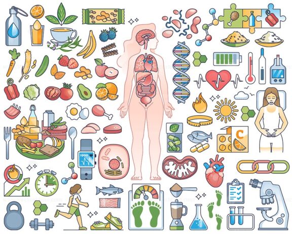 Metabolism, digestive system, healthy eating or slimming outline collection