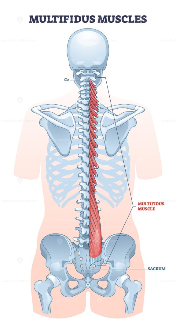 Multifidus muscles as long spine backbone muscular system outline diagram