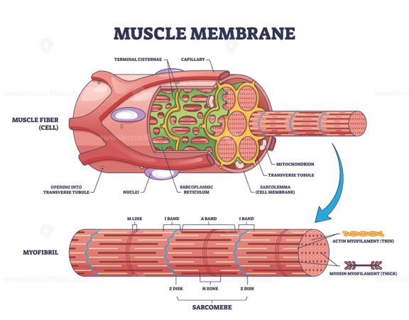 Muscle membrane or sarcolemma anatomical layers structure outline diagram