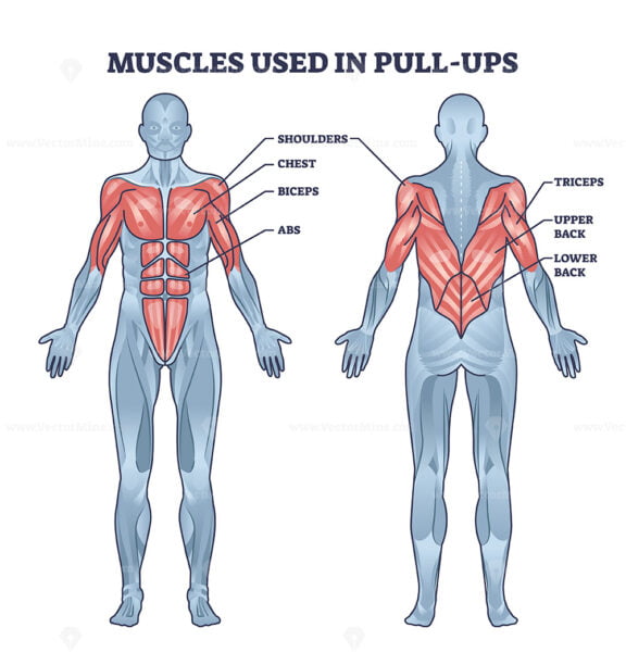 Muscles used in pull ups activity with anatomical body outline diagram