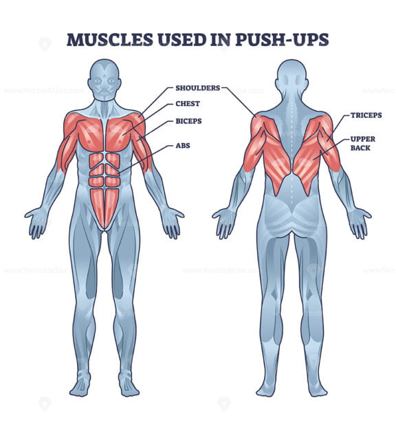 Muscles used in push ups sport activity with anatomical outline diagram