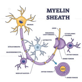 Myelin sheath layer for axon nerve with detailed structure outline diagram