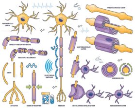 Myelination is shown with neurons, myelin sheath, and axons, illustrating nerve signal transmission and demyelination. Outline style collection