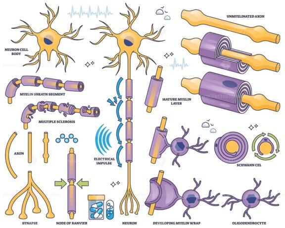 Myelination is shown with neurons, myelin sheath, and axons, illustrating nerve signal transmission and demyelination. Outline style collection
