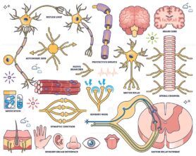 Nervous system worksheet shows neurons, brain, and spinal cord, illustrating neural pathways and sensory-motor functions. Outline style collection