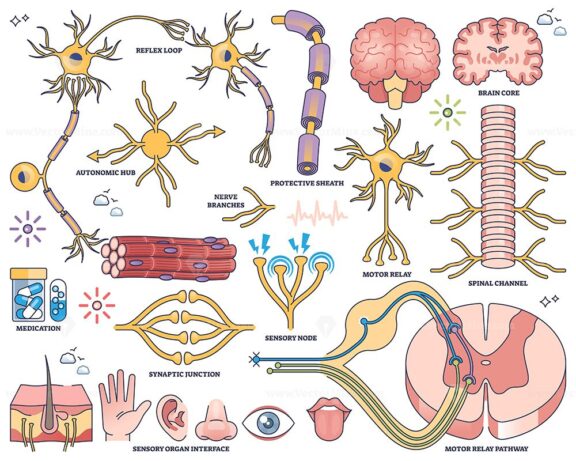 Nervous system worksheet shows neurons, brain, and spinal cord, illustrating neural pathways and sensory-motor functions. Outline style collection
