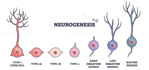 Neurogenesis process as stem cell growth to mature neuron outline diagram