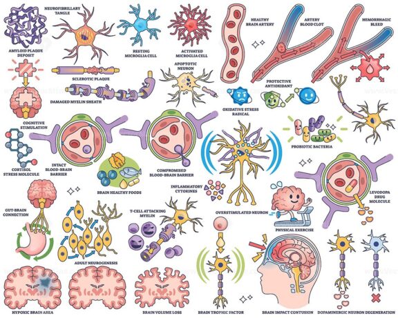 Neuropathology and brain health concepts are illustrated with neurons, brain cells, and synapses in a clear outline style. Outline style collection