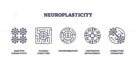 Neuroplasticity is shown with brain, neural networks, and circuit icons, representing adaptive connectivity and transformation. Outline icons set