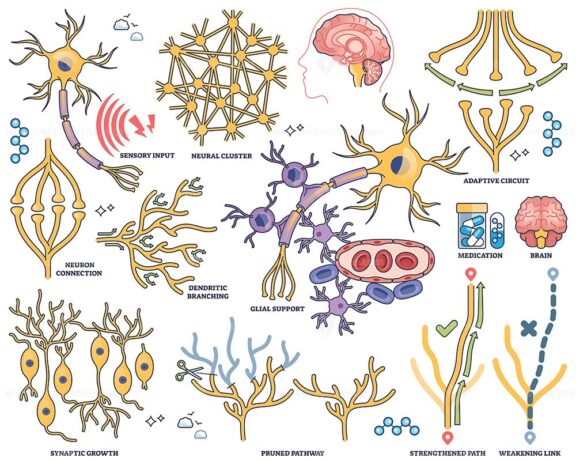 Neuroplasticity shows neuron connections, dendritic branching, and adaptive circuits illustrating brains ability to reorganize. Outline style collection