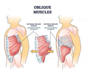 Oblique muscles and human inner skeletal and muscular system outline diagram