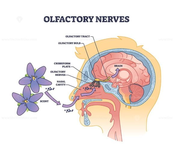 Olfactory nerves with sensory nose organs and sinus anatomy outline diagram