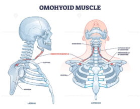 Omohyoid muscle location with inferior belly and hyoid bone outline diagram