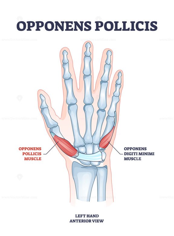 Opponens pollicis hand muscle with digiti minimi location outline diagram