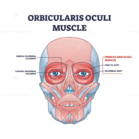 Orbicularis oculi muscle as face muscular system for eyelids outline diagram