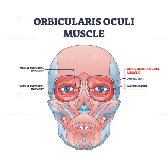 Orbicularis oculi muscle as face muscular system for eyelids outline diagram