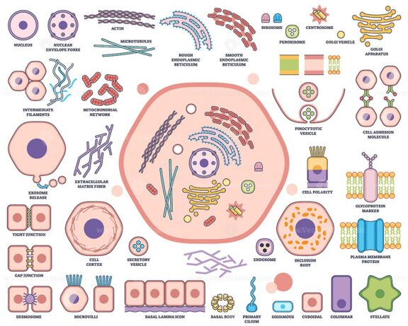 Cell organelle function and architecture visualizes nucleus, mitochondria, and endoplasmic reticulum in a labeled outline diagram. Outline style worksheet collection
