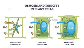 Osmosis and tonicity in plant cells show hypertonic, isotonic, and hypotonic conditions with water movement. Outline style.
