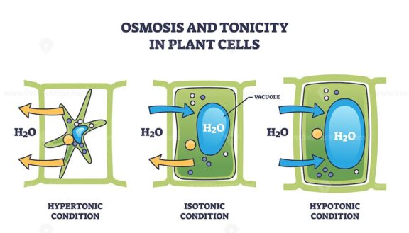 Osmosis and tonicity in plant cells show hypertonic, isotonic, and hypotonic conditions with water movement. Outline style.