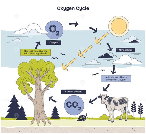 Oxygen cycle diagram shows photosynthesis and respiration. Key elements, tree, cow, atmosphere. Doodle style diagram