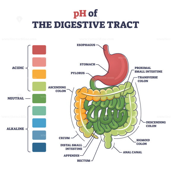 PH of digestive tract with acidic, neutral or alkaline colors outline diagram
