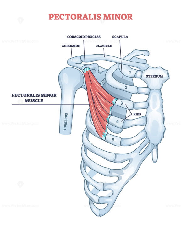 Pectoralis minor shoulder muscle anatomy with bone structure outline diagram