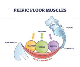 Pelvic floor muscles anatomy with hip muscular body parts outline diagram